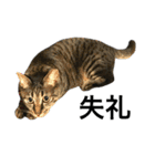 キジ猫ミミちゃんまっしぐら（個別スタンプ：20）