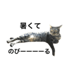 キジ猫ミミちゃんまっしぐら（個別スタンプ：21）