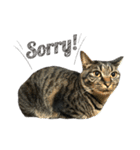 キジ猫ミミちゃんまっしぐら（個別スタンプ：24）