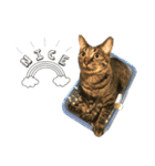 キジ猫ミミちゃんまっしぐら（個別スタンプ：25）