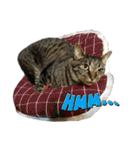 キジ猫ミミちゃんまっしぐら（個別スタンプ：27）