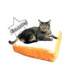 キジ猫ミミちゃんまっしぐら（個別スタンプ：30）