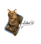 キジ猫ミミちゃんまっしぐら（個別スタンプ：32）