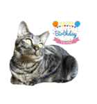 キジ猫ミミちゃんまっしぐら（個別スタンプ：33）