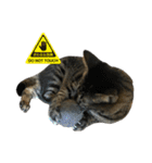 キジ猫ミミちゃんまっしぐら（個別スタンプ：37）