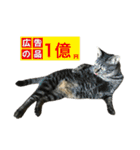 キジ猫ミミちゃんまっしぐら（個別スタンプ：39）