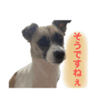 すんたらたらすたんぷ（個別スタンプ：3）