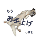 すんたらたらすたんぷ（個別スタンプ：4）