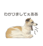 すんたらたらすたんぷ（個別スタンプ：13）