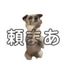 すんたらたらすたんぷ（個別スタンプ：15）