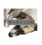 すんたらたらすたんぷ（個別スタンプ：16）