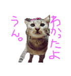 けんちゃんのかわいいすたんぷ2（個別スタンプ：1）