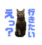 けんちゃんのかわいいすたんぷ2（個別スタンプ：5）