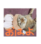 けんちゃんのかわいいすたんぷ2（個別スタンプ：8）