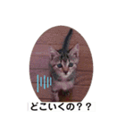 けんちゃんのかわいいすたんぷ2（個別スタンプ：9）