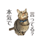 けんちゃんのかわいいすたんぷ2（個別スタンプ：10）