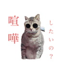 けんちゃんのかわいいすたんぷ2（個別スタンプ：13）