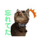 けんちゃんのかわいいすたんぷ2（個別スタンプ：15）