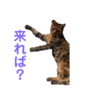 けんちゃんのかわいいすたんぷ2（個別スタンプ：16）