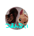 けんちゃんのかわいいすたんぷ2（個別スタンプ：17）