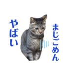 けんちゃんのかわいいすたんぷ2（個別スタンプ：19）