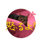けんちゃんのかわいいすたんぷ2（個別スタンプ：23）