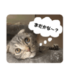 ぽこぽこねこすたんぷ3（個別スタンプ：1）