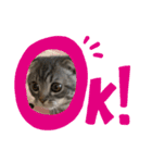 ぽこぽこねこすたんぷ3（個別スタンプ：3）