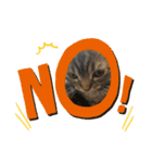ぽこぽこねこすたんぷ3（個別スタンプ：4）