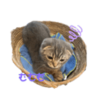 ぽこぽこねこすたんぷ3（個別スタンプ：6）