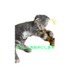 ぽこぽこねこすたんぷ3（個別スタンプ：8）