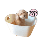 茶々さんスタンプ1（個別スタンプ：1）
