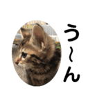 子猫の日常使いスタンプ（個別スタンプ：1）