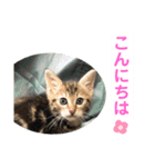子猫の日常使いスタンプ（個別スタンプ：2）