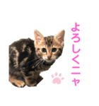 子猫の日常使いスタンプ（個別スタンプ：3）