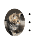子猫の日常使いスタンプ（個別スタンプ：5）
