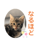 子猫の日常使いスタンプ（個別スタンプ：6）