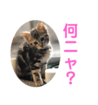 子猫の日常使いスタンプ（個別スタンプ：7）