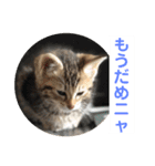 子猫の日常使いスタンプ（個別スタンプ：8）