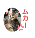 子猫の日常使いスタンプ（個別スタンプ：9）