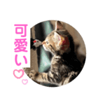 子猫の日常使いスタンプ（個別スタンプ：10）