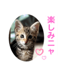 子猫の日常使いスタンプ（個別スタンプ：11）