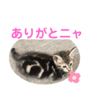 子猫の日常使いスタンプ（個別スタンプ：12）
