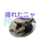 子猫の日常使いスタンプ（個別スタンプ：13）
