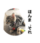 子猫の日常使いスタンプ（個別スタンプ：14）