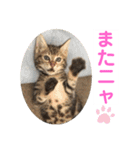 子猫の日常使いスタンプ（個別スタンプ：15）