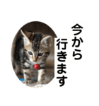 子猫の日常使いスタンプ（個別スタンプ：16）