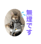 子猫の日常使いスタンプ（個別スタンプ：17）
