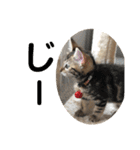 子猫の日常使いスタンプ（個別スタンプ：18）