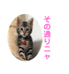 子猫の日常使いスタンプ（個別スタンプ：20）